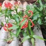 Gloriosa superba Flower