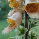 Digitalis ferruginea Fruit