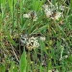 Plantago argentea Цветок