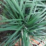 Ophiopogon jaburan Leaf