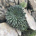 Saxifraga longifolia Leaf