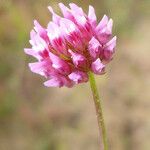 Trifolium ciliolatum Кветка