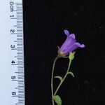 Campanula pallida Sonstige