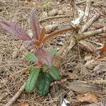 Rhododendron preptum Hoja