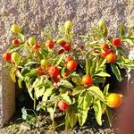 Solanum pseudocapsicum Frucht