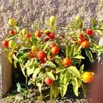 Solanum pseudocapsicum Плод