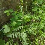 Pedicularis bracteosa Blatt