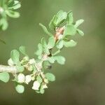 Jatropha cuneata