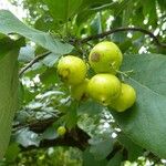 Ehretia dicksonii Fruit