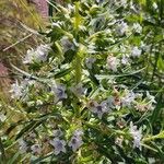 Echium decaisnei Цвят