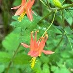 Aquilegia shockleyi Blomma