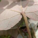 Croton mongue Blatt