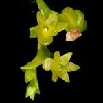 Taeniophyllum rudolfii Blüte