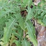 Crepis tectorum Leaf