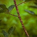 Erythrina variegata Cortiza