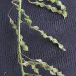 Desmodium distortum Other