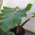 Colocasia esculenta Liść