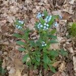 Myosotis arvensisBlüte