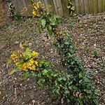 Berberis vulgaris Habitat