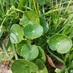 Hydrocotyle bonariensis Liść