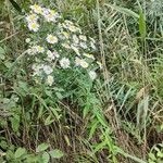 Symphyotrichum × salignum Habit