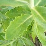 Hylotelephium spectabile Folha