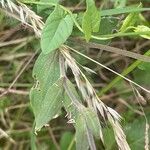 Silene latifolia Levél