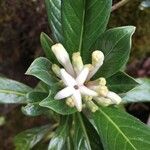 Chassalia gaertneroides Flower