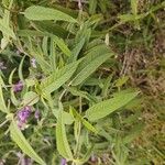 Salvia leucantha Leaf