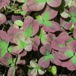 Oxalis purpurea Frunză