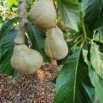 Aesculus pavia Fruit