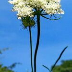 Cryptotaenia japonica Flower