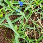 Commelina forskaolii Lapas