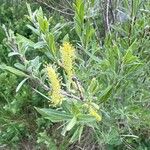 Salix exigua Flor