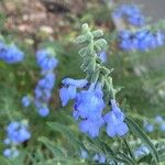 Salvia azurea 花