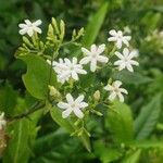 Jasminum auriculatum