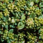 Herniaria ciliolata Fula