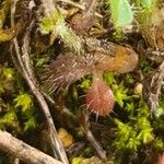 Cerastium pumilum Blad