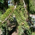 Picea abiesList