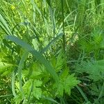 Artemisia princeps List