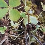 Marsilea quadrifolia Folha