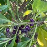 Myoporum laetum Fruit