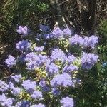 Ceanothus impressus फूल