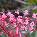 Beauprea filipes Flower