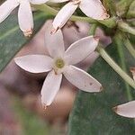 Acokanthera oppositifolia 花