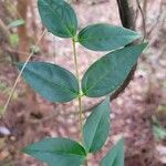 Gelsemium sempervirens Foglia