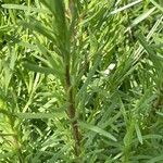 Artemisia dracunculus Leaf