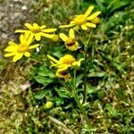 Senecio vernalis 花