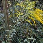 Solidago canadensis 整株植物