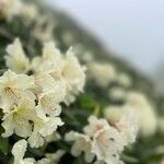 Rhododendron aureum Blüte